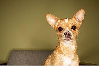 艺术师：《寂静岭2：重制版》团队正在开发难以置信的游戏